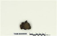 藏品(長葉擬白髮苔)的圖片